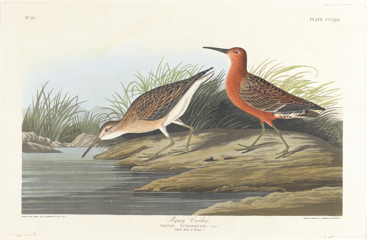 Pigmy curlew by John James Audubon, 1827–1838 — digital art print download
