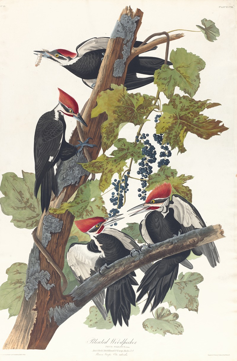 Pileated woodpecker by John James Audubon, 1827–1838 — digital art print download