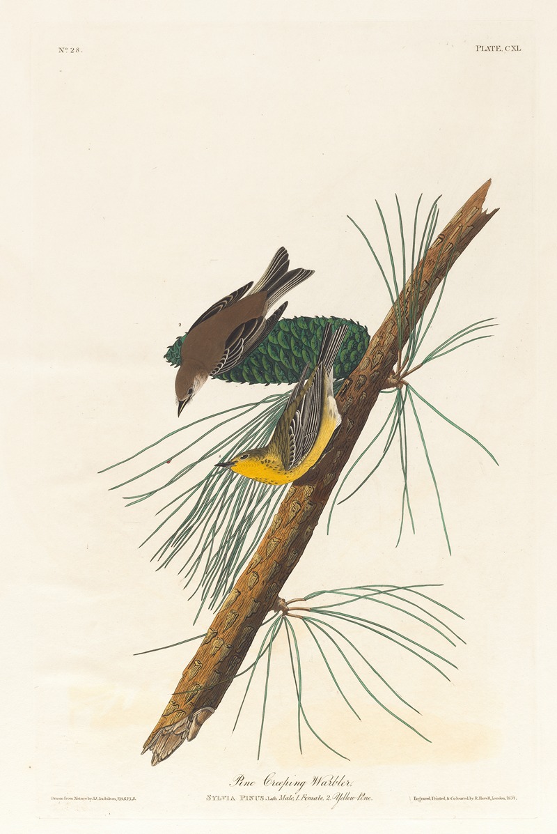 Pine creeping warbler by John James Audubon, 1827–1838 — digital art print download