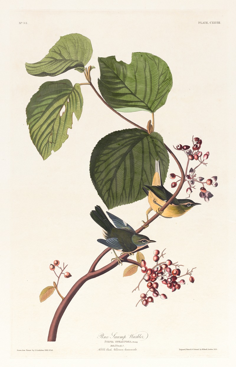 Pine swamp warbler by John James Audubon, 1827–1838 — digital art print download