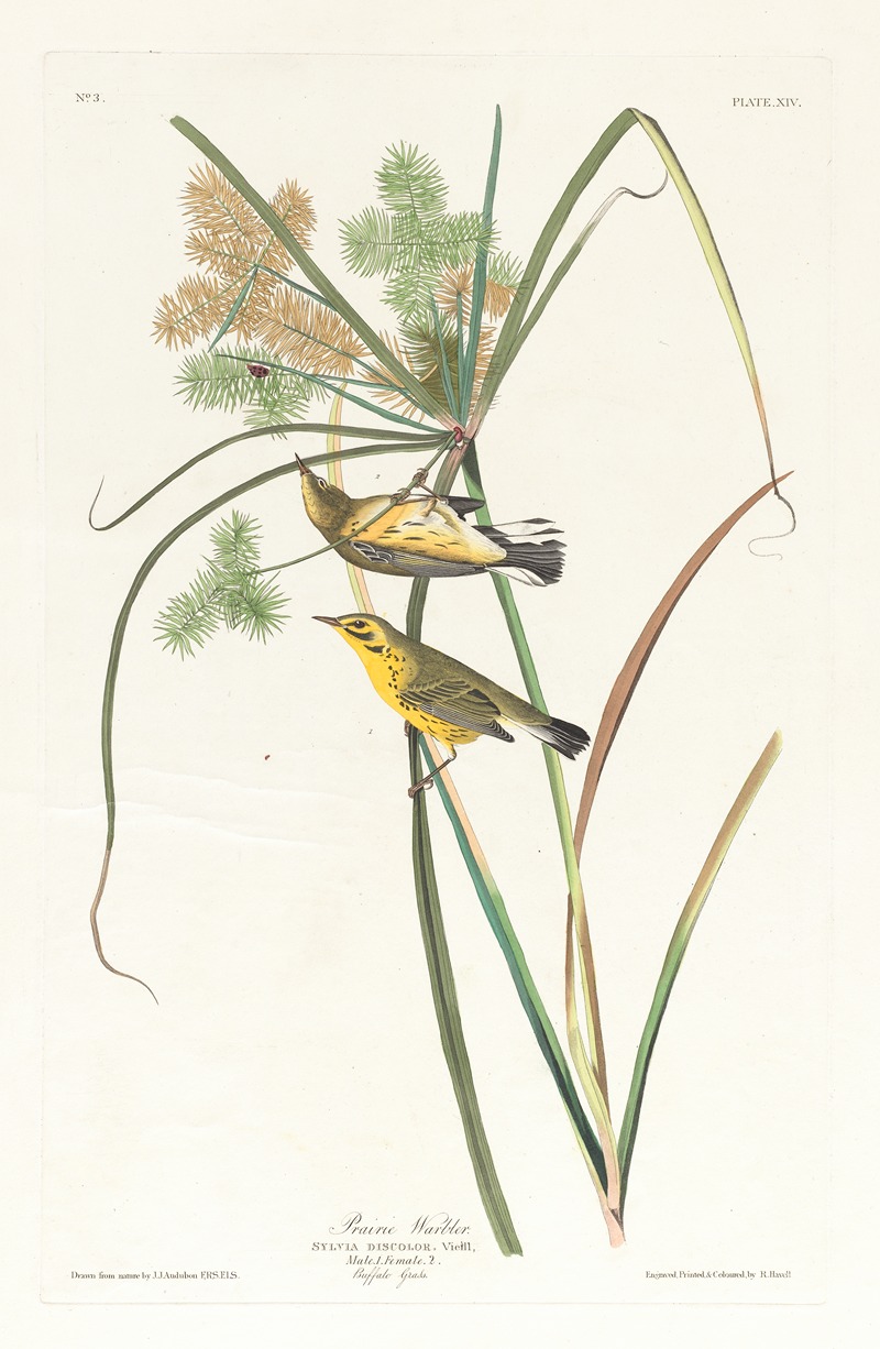 Prairie warbler by John James Audubon, 1827–1838 — digital art print download