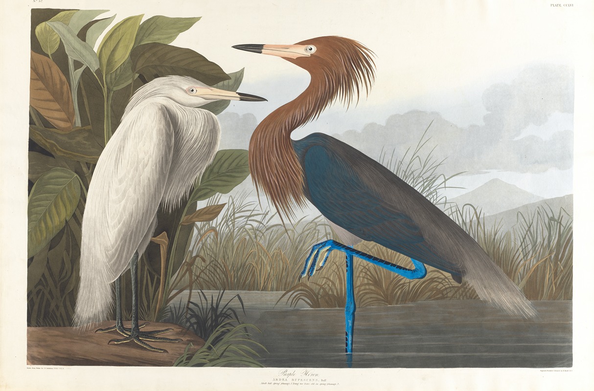 Purple heron by John James Audubon, 1827–1838 — digital art print download