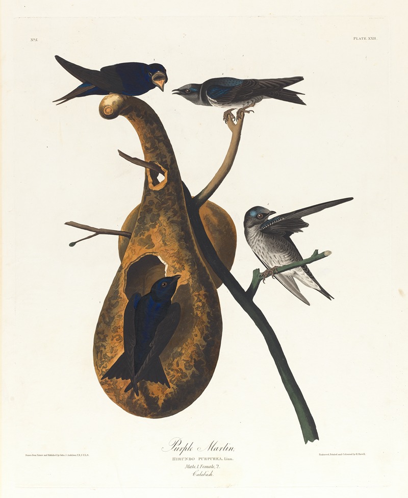 Purple martin by John James Audubon, 1827–1838 — digital art print download