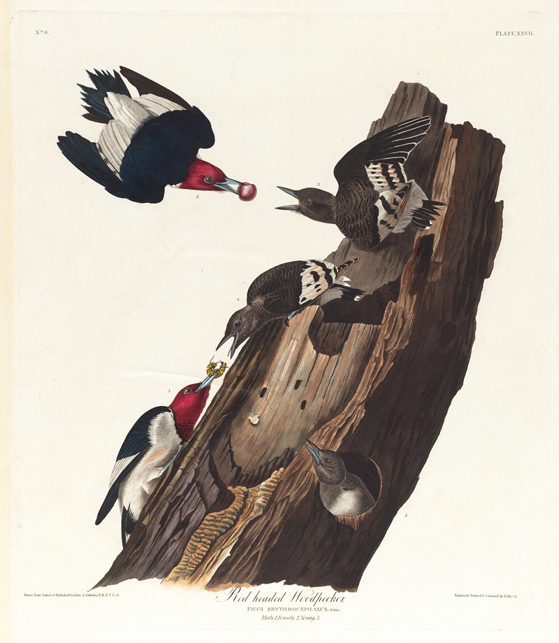 Red headed woodpecker by John James Audubon, 1827–1838 — digital art print download
