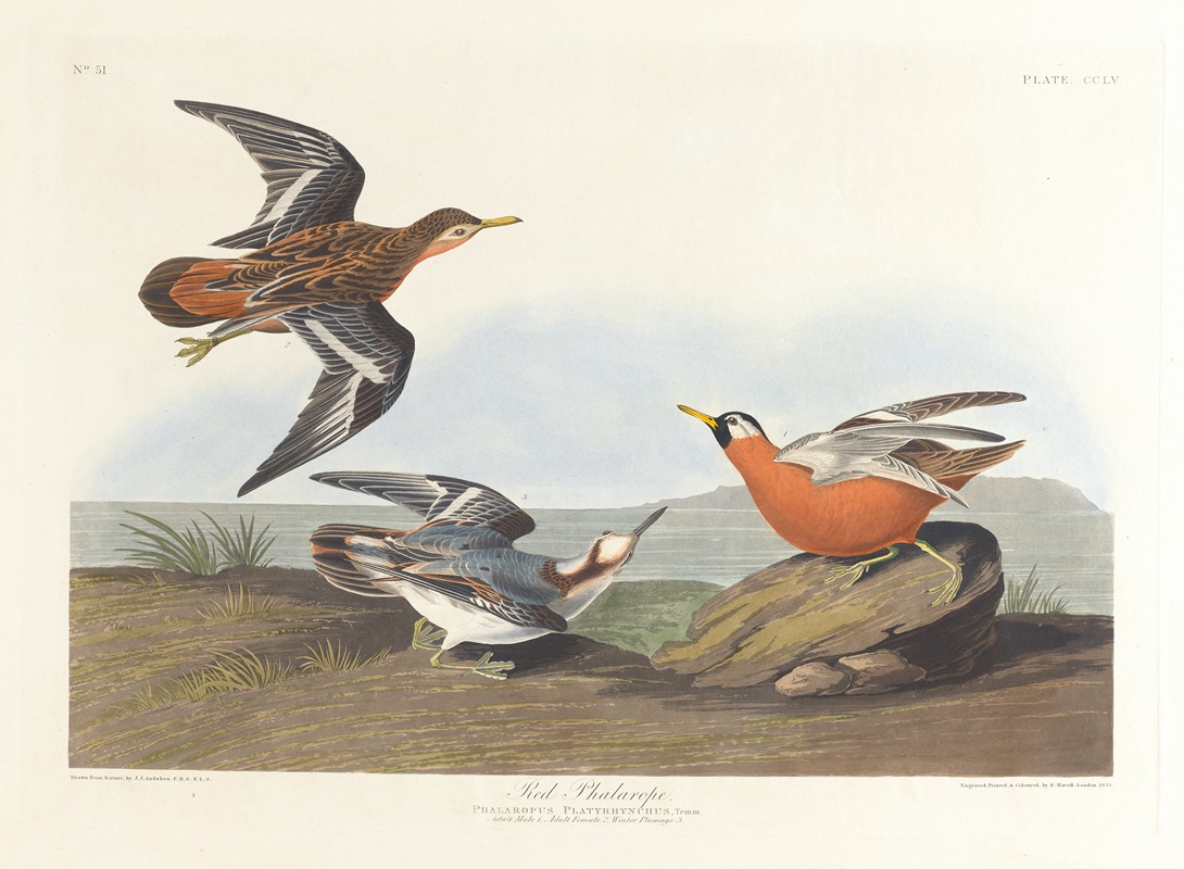 Red phalarope by John James Audubon, 1827–1838 — digital art print download