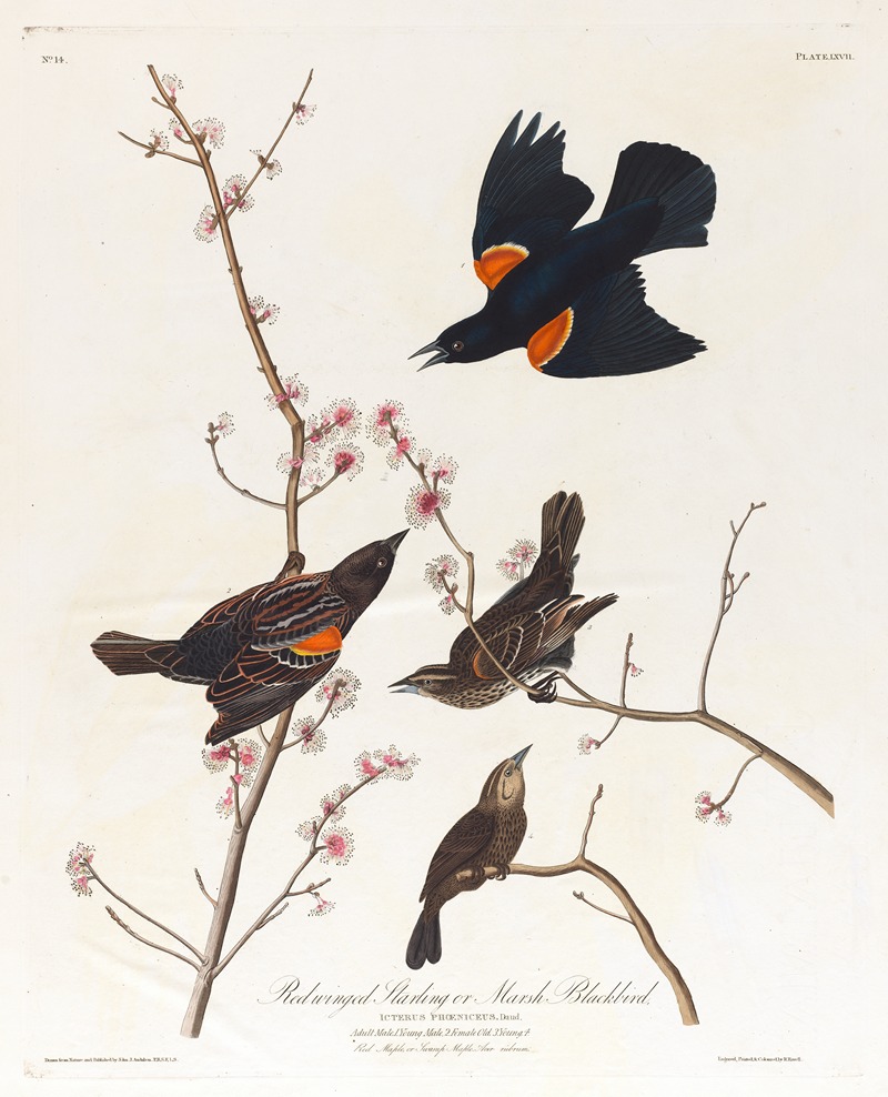 Red winged starling or marsh blackbird by John James Audubon, 1827–1838 — digital art print download