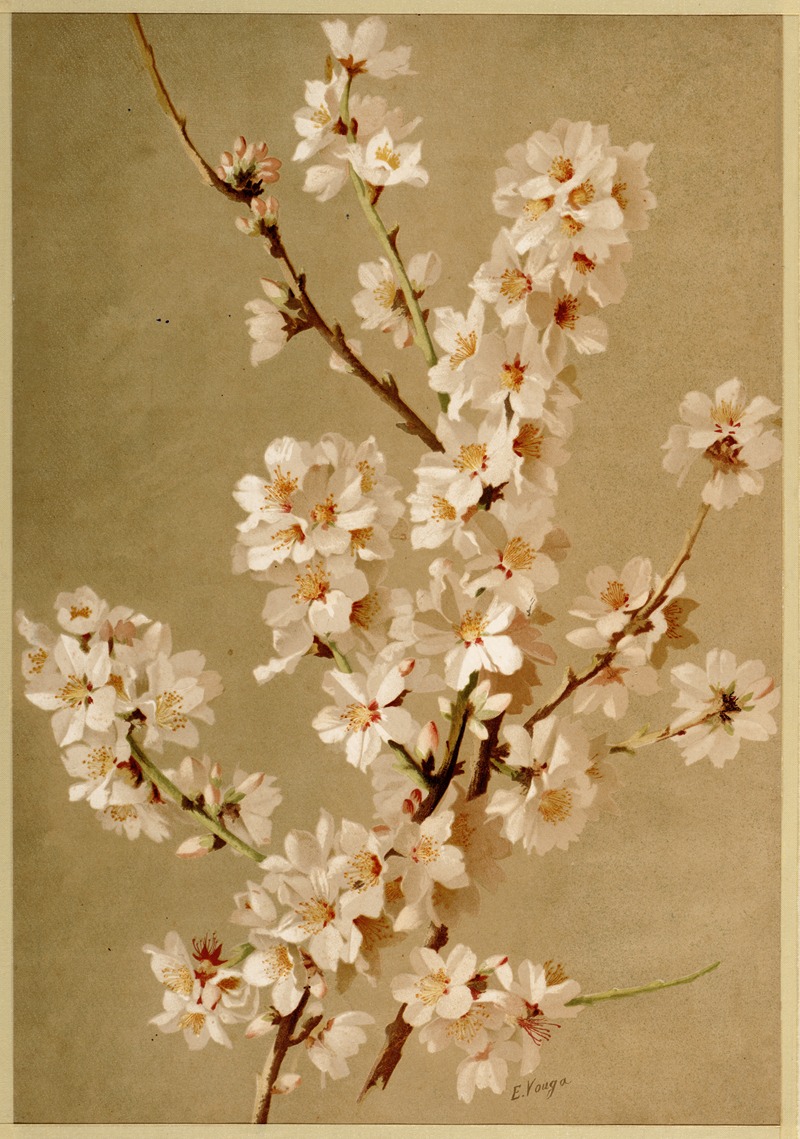 Pirus malus ; appelboom by E. Vouga — digital art print download