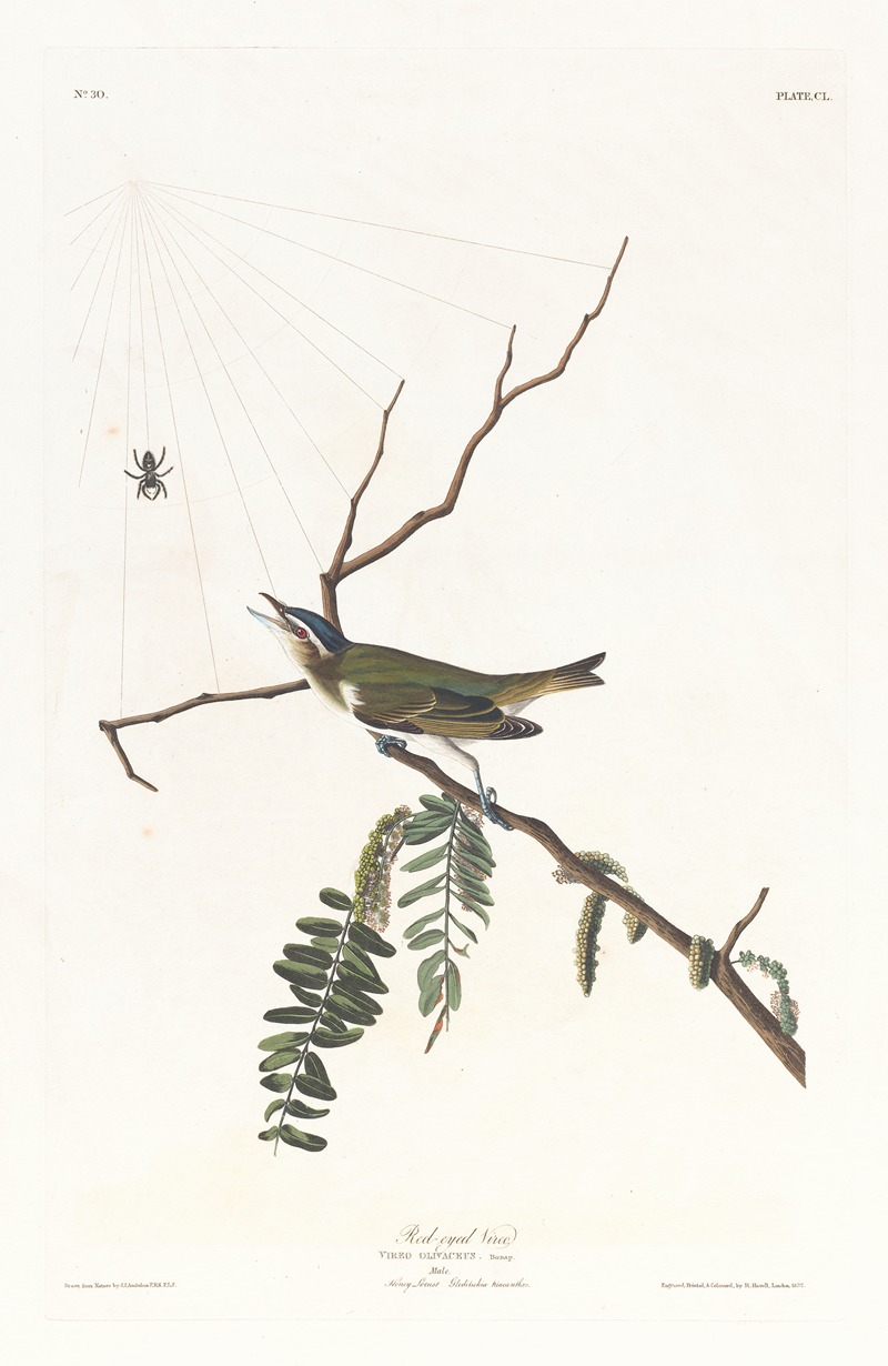 Red-eyed vireo by John James Audubon, 1827–1838 — digital art print download