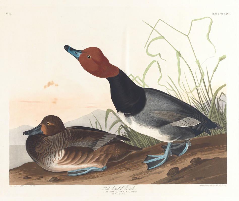 Red-headed duck by John James Audubon, 1827–1838 — digital art print download