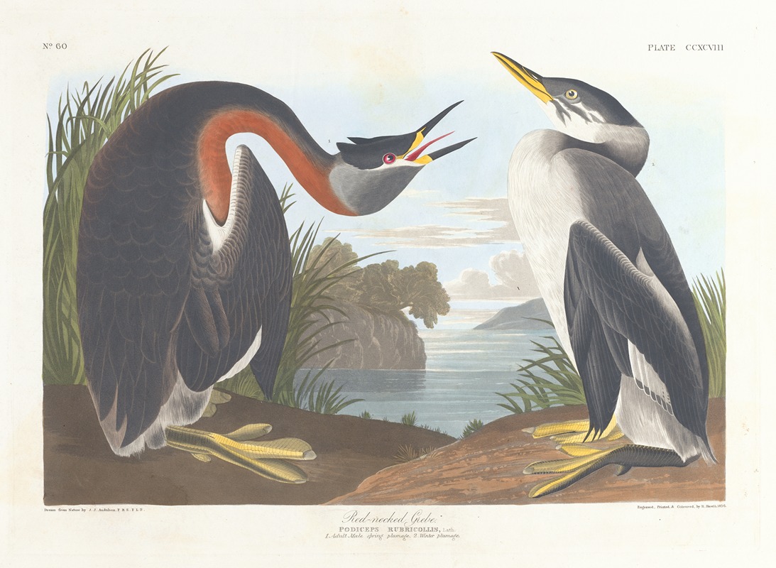 Red-necked grebe by John James Audubon, 1827–1838 — digital art print download