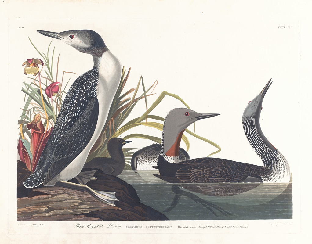Red-throated diver by John James Audubon, 1827–1838 — digital art print download