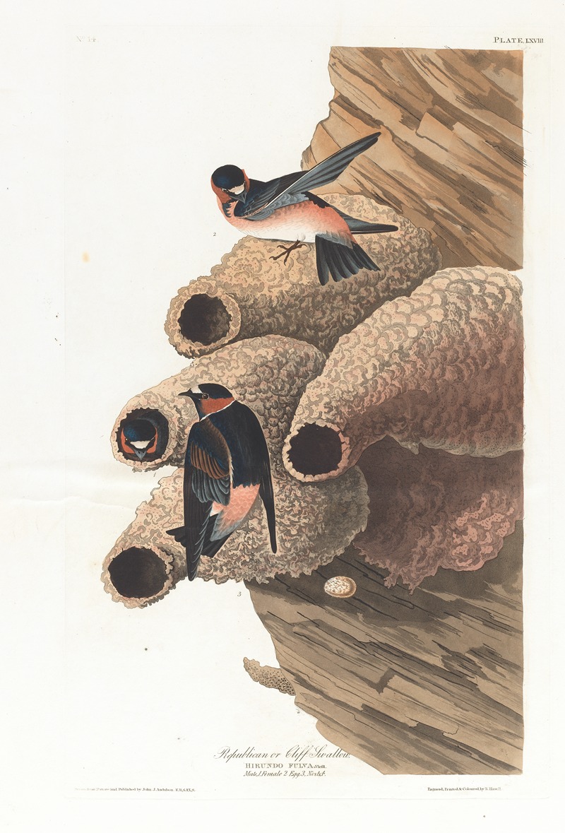 Republican or cliff swallow by John James Audubon, 1827–1838 — digital art print download