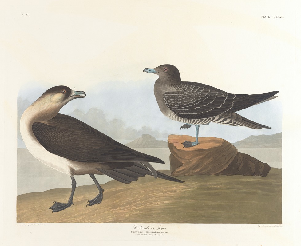 Richardson's jager by John James Audubon, 1827–1838 — digital art print download