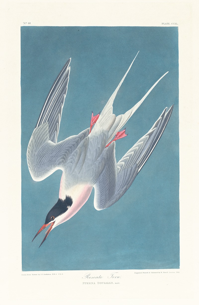 Roseate tern by John James Audubon, 1827–1838 — digital art print download