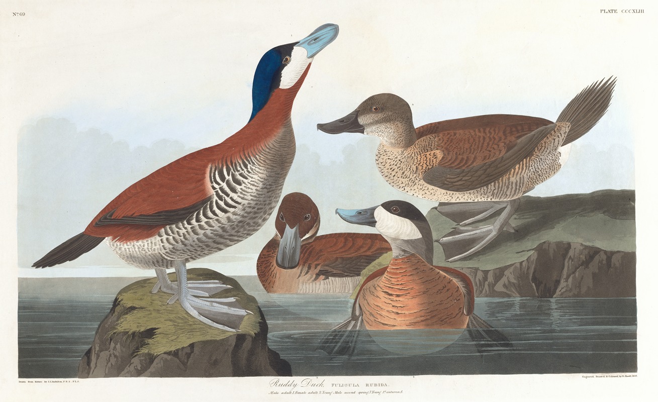 Ruddy duck by John James Audubon, 1827–1838 — digital art print download