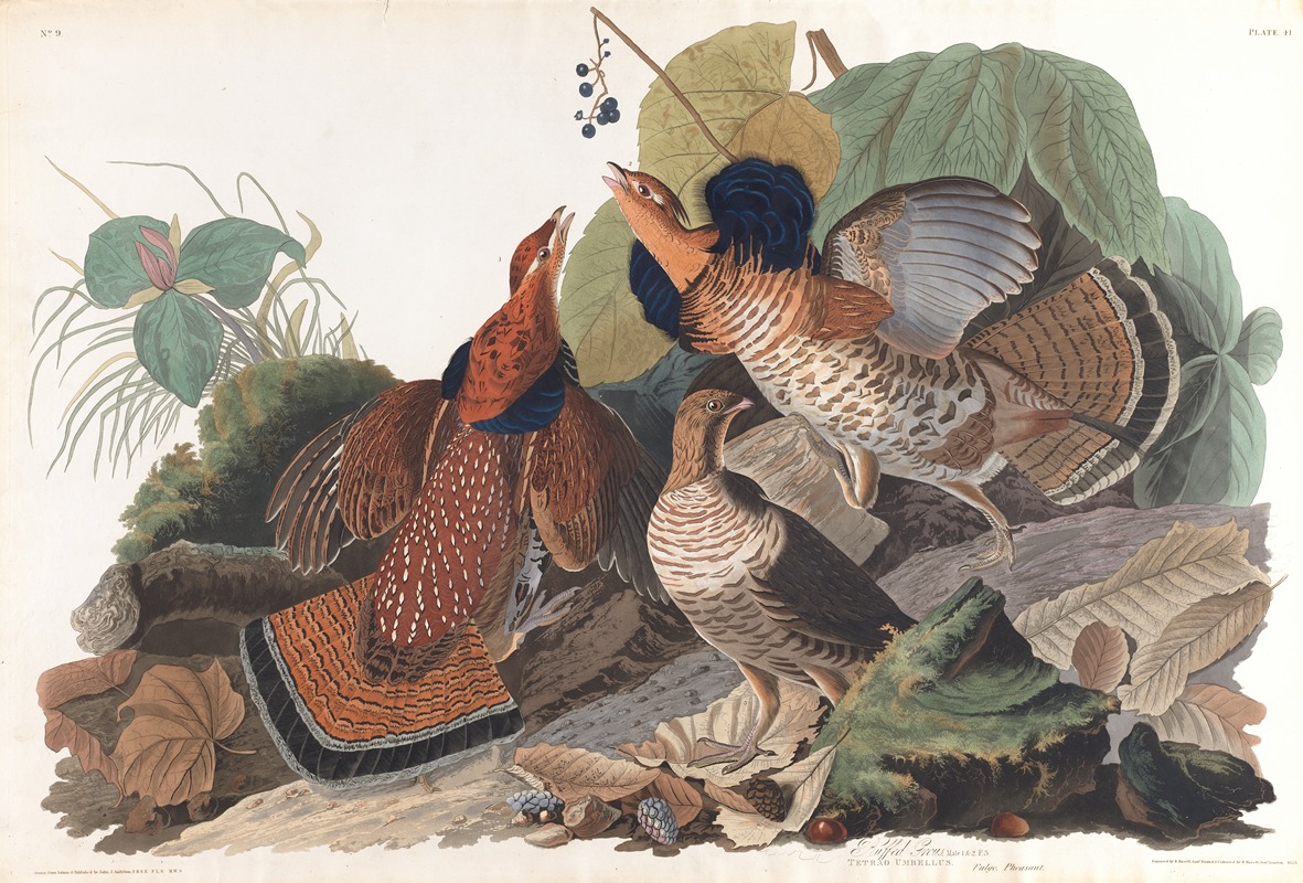 Ruffed grous by John James Audubon, 1827–1838 — digital art print download