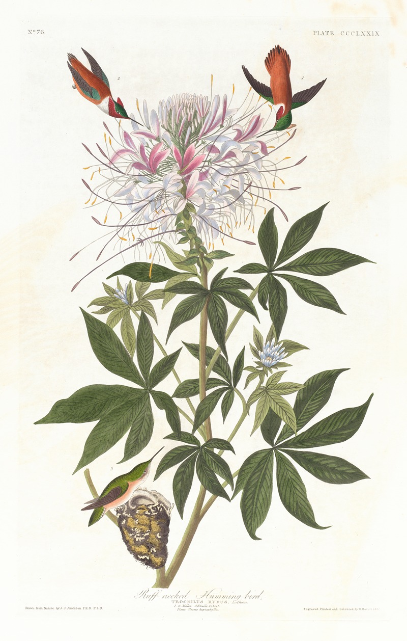 Ruff-necked humming-bird by John James Audubon, 1827–1838 — digital art print download