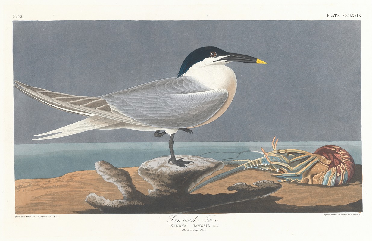 Sandwich tern by John James Audubon, 1827–1838 — digital art print download