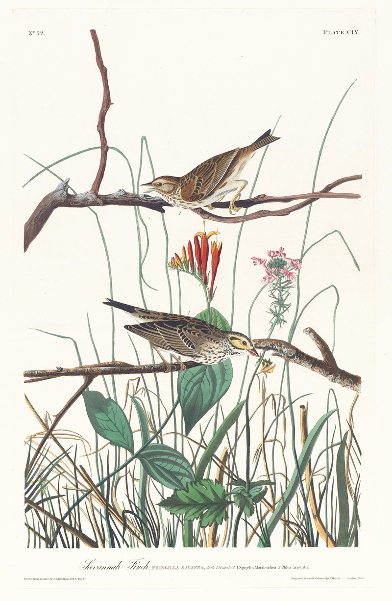 Savannah finch by John James Audubon, 1827–1838 — digital art print download