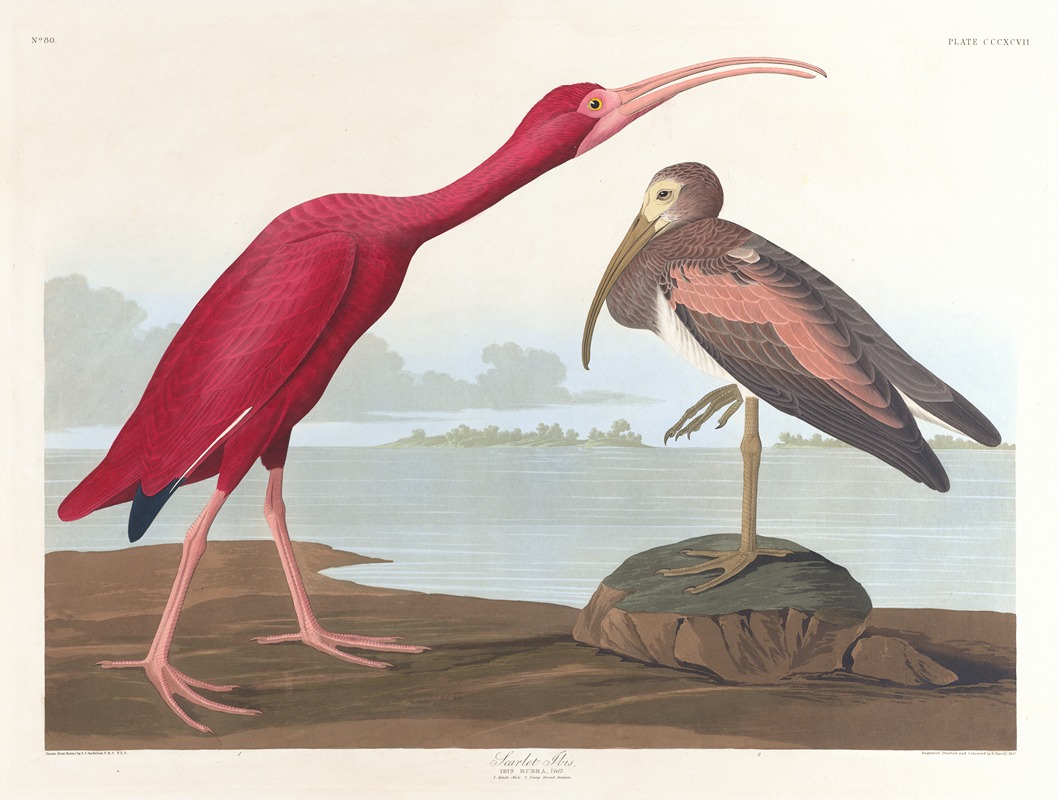 Scarlet ibis by John James Audubon, 1827–1838 — digital art print download