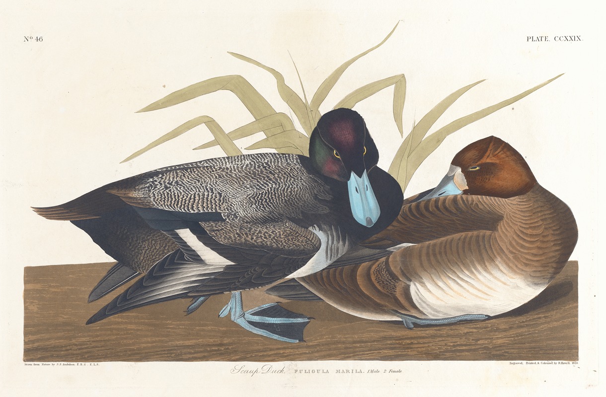 Scaup duck by John James Audubon, 1827–1838 — digital art print download