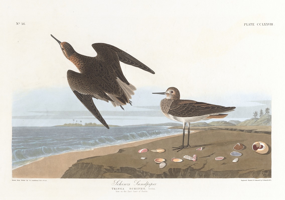 Schinz's sandpiper by John James Audubon, 1827–1838 — digital art print download