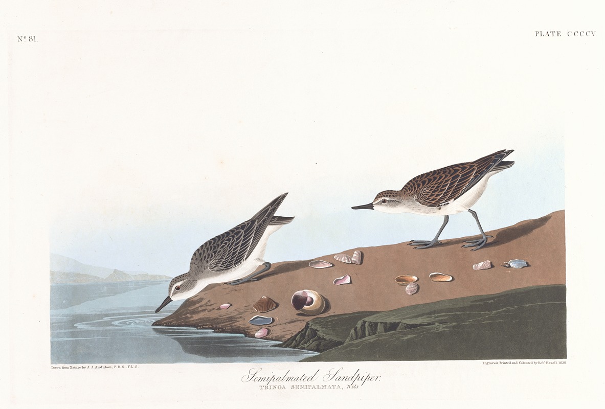 Semipalmated sandpiper by John James Audubon, 1827–1838 — digital art print download