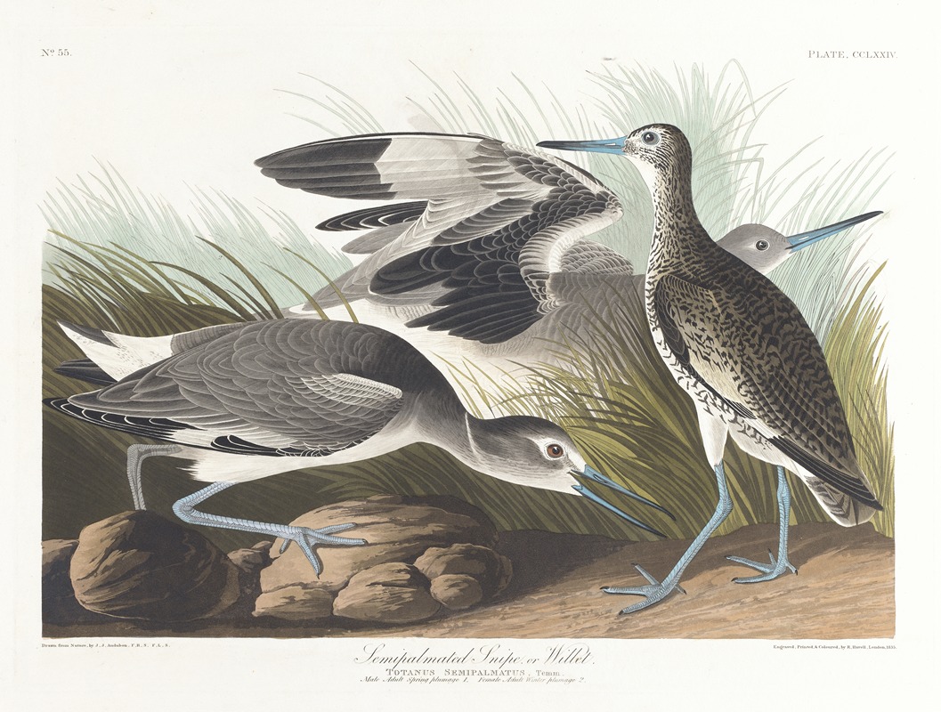 Semipalmated snipe or willet by John James Audubon, 1827–1838 — digital art print download