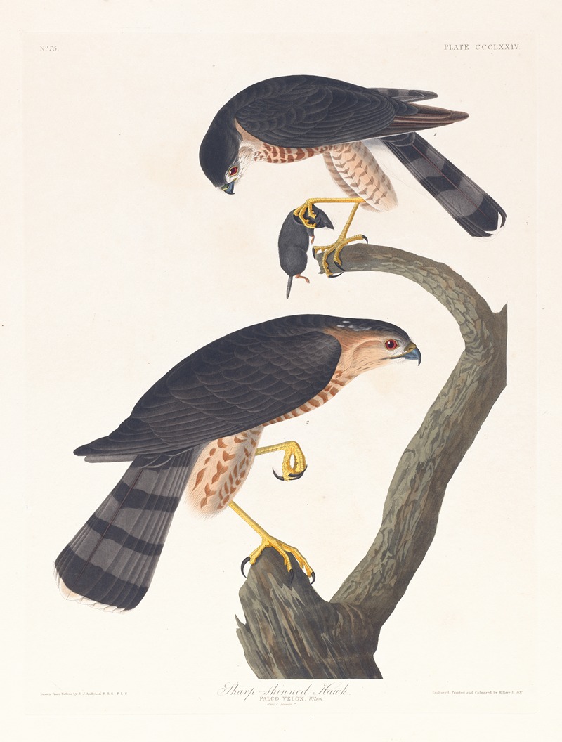Sharp-skinned hawk by John James Audubon, 1827–1838 — digital art print download