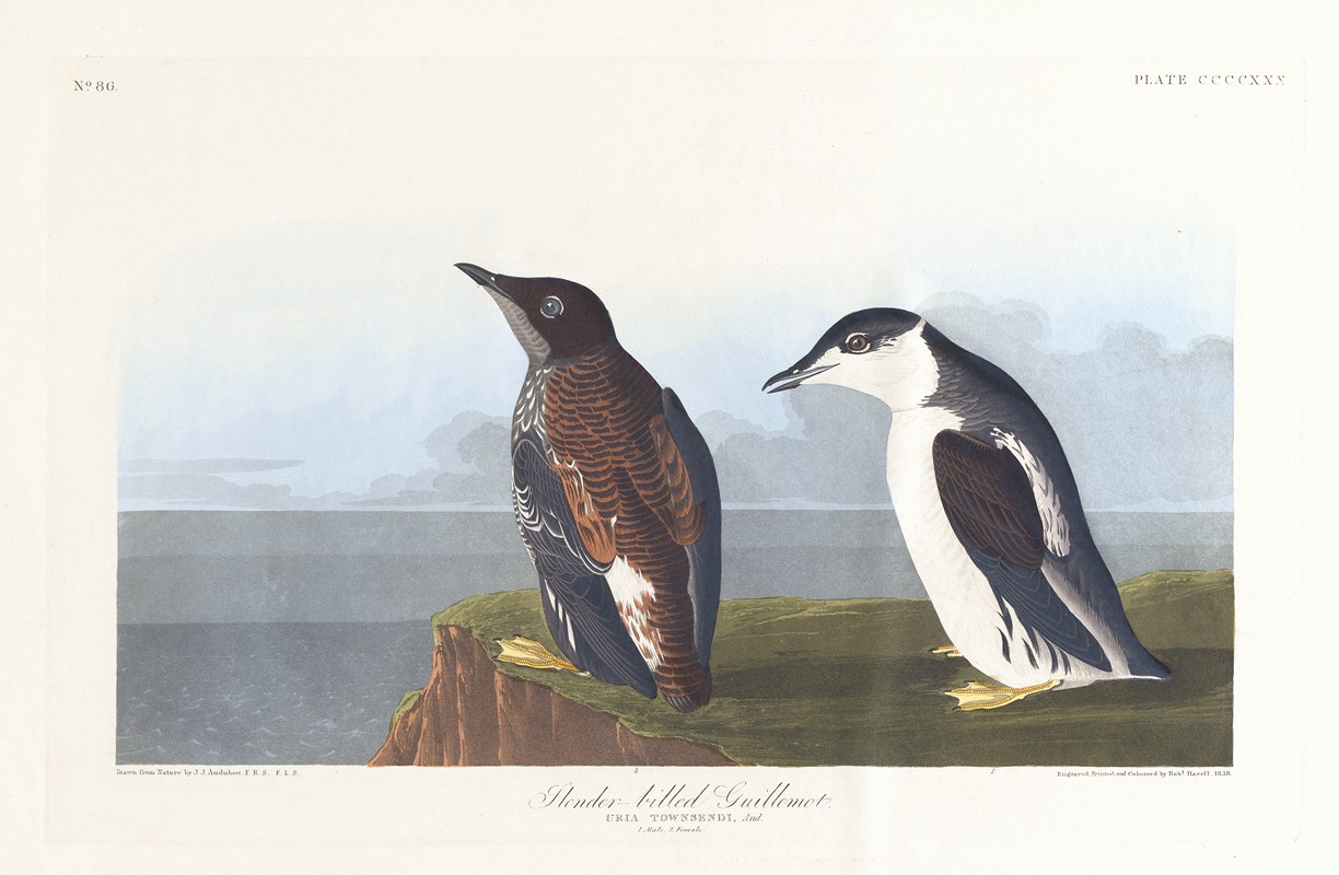 Slender-billed guillemot by John James Audubon, 1827–1838 — digital art print download