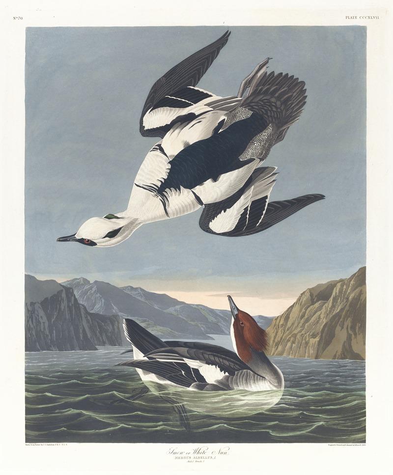 Smew or white nun by John James Audubon, 1827–1838 — digital art print download