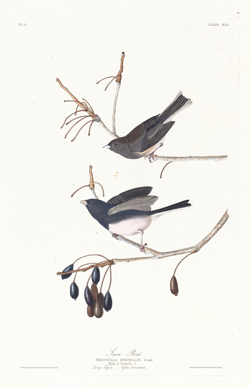Snow bird by John James Audubon, 1827–1838 — digital art print download