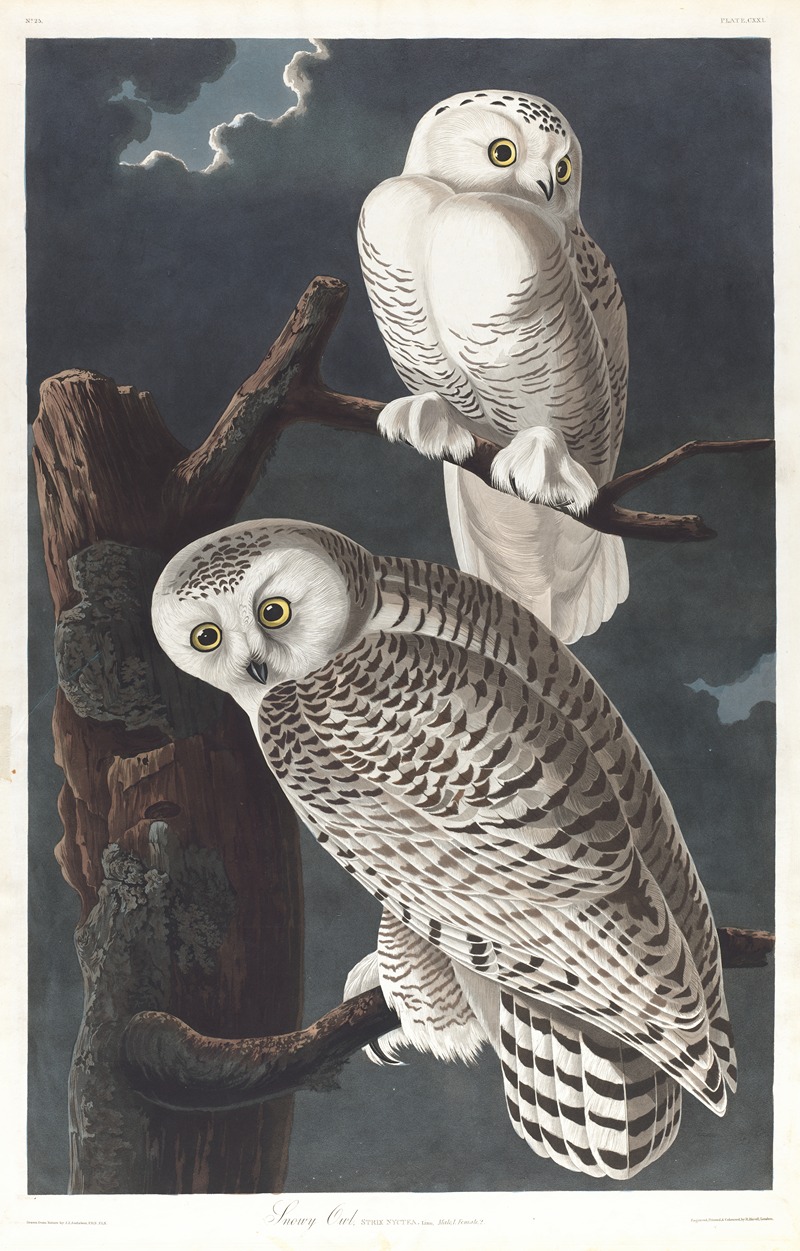 Snowy owl by John James Audubon, 1827–1838 — digital art print download