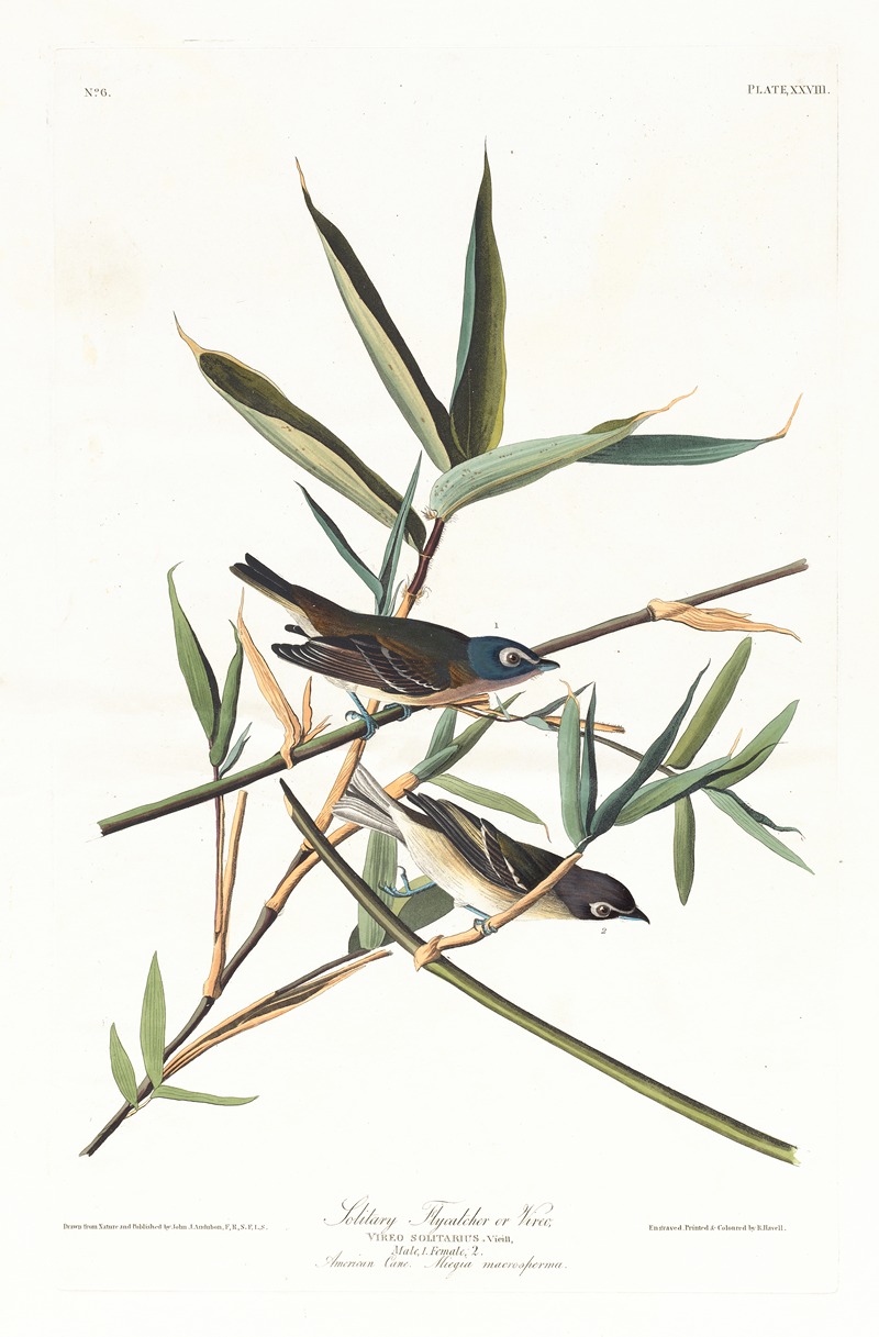 Solitary flycatcher or vireo — Джон Джеймс Одюбон