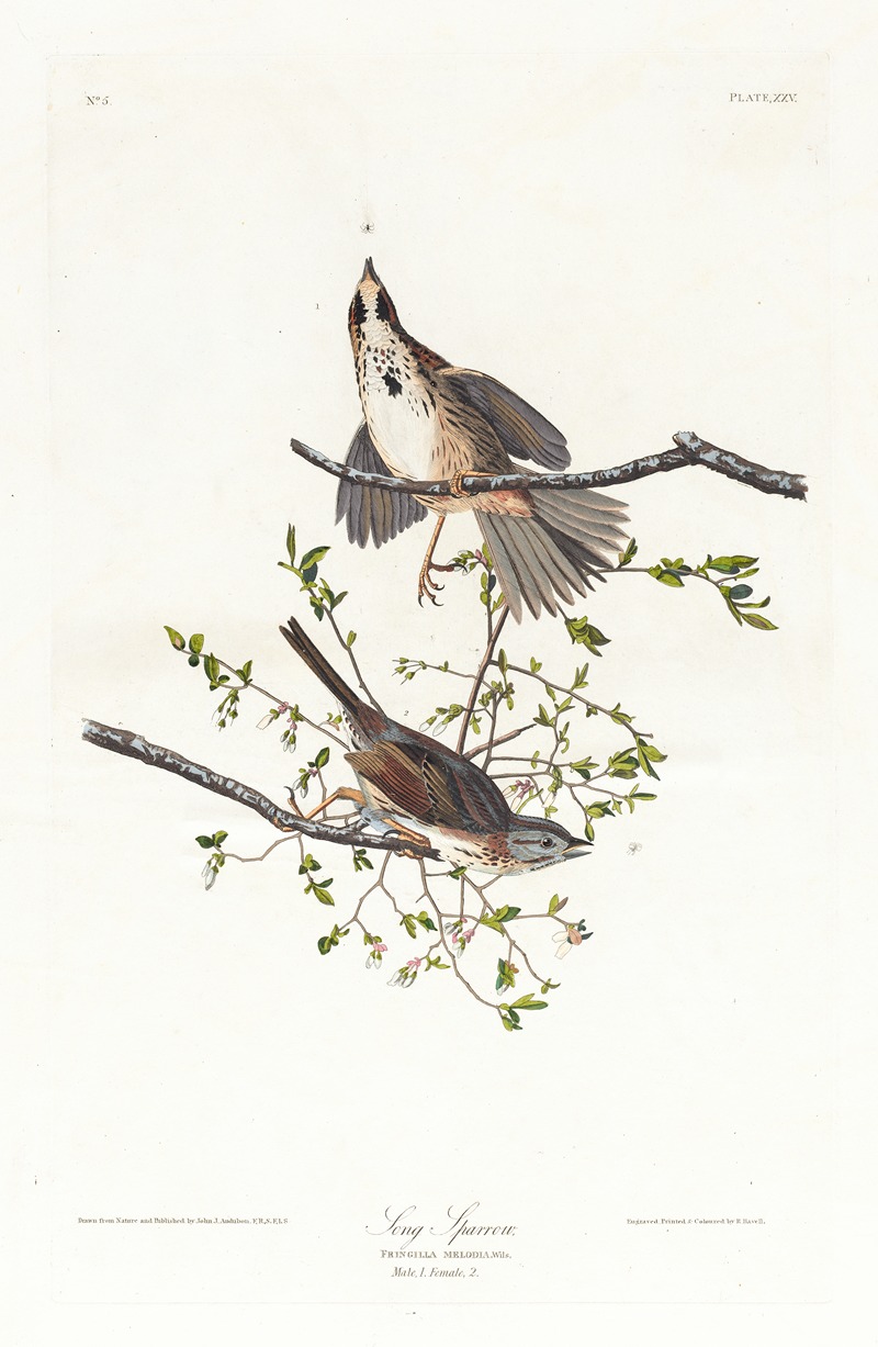 Song sparrow by John James Audubon, 1827–1838 — digital art print download
