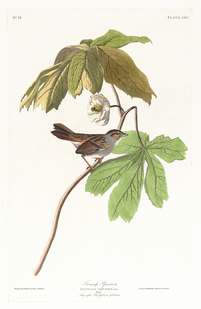 Swamp sparrow by John James Audubon, 1827–1838 — digital art print download