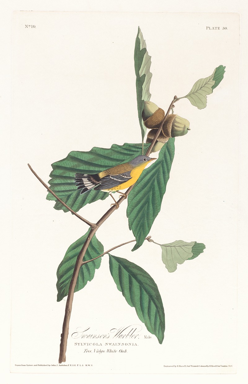 Swanson's warbler by John James Audubon, 1827–1838 — digital art print download