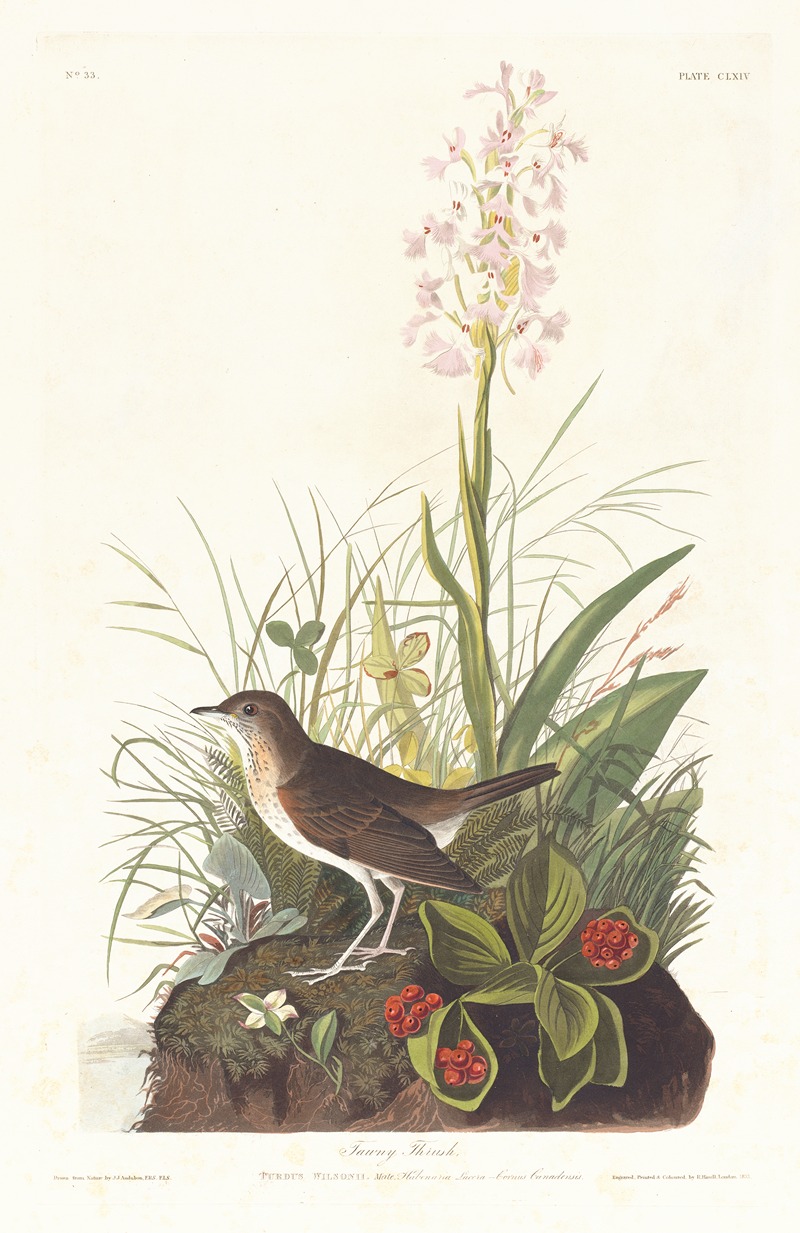 Tawny thrush by John James Audubon, 1827–1838 — digital art print download