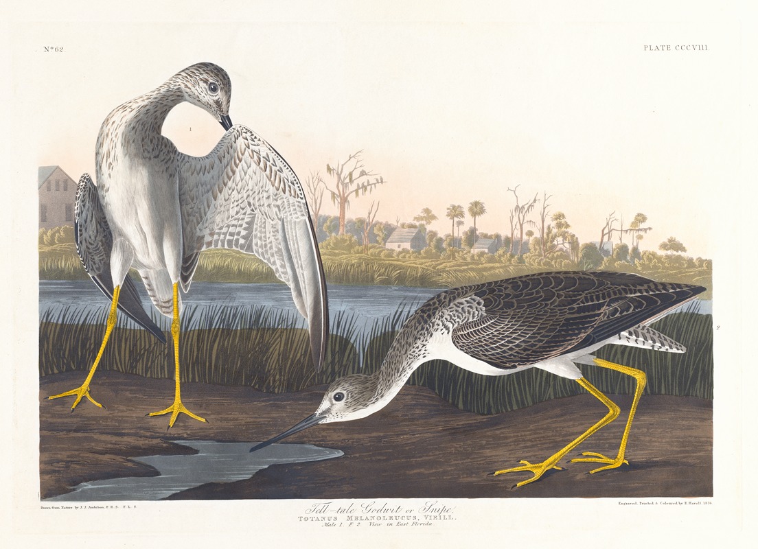 Tell-tale godwit or snipe by John James Audubon, 1827–1838 — digital art print download