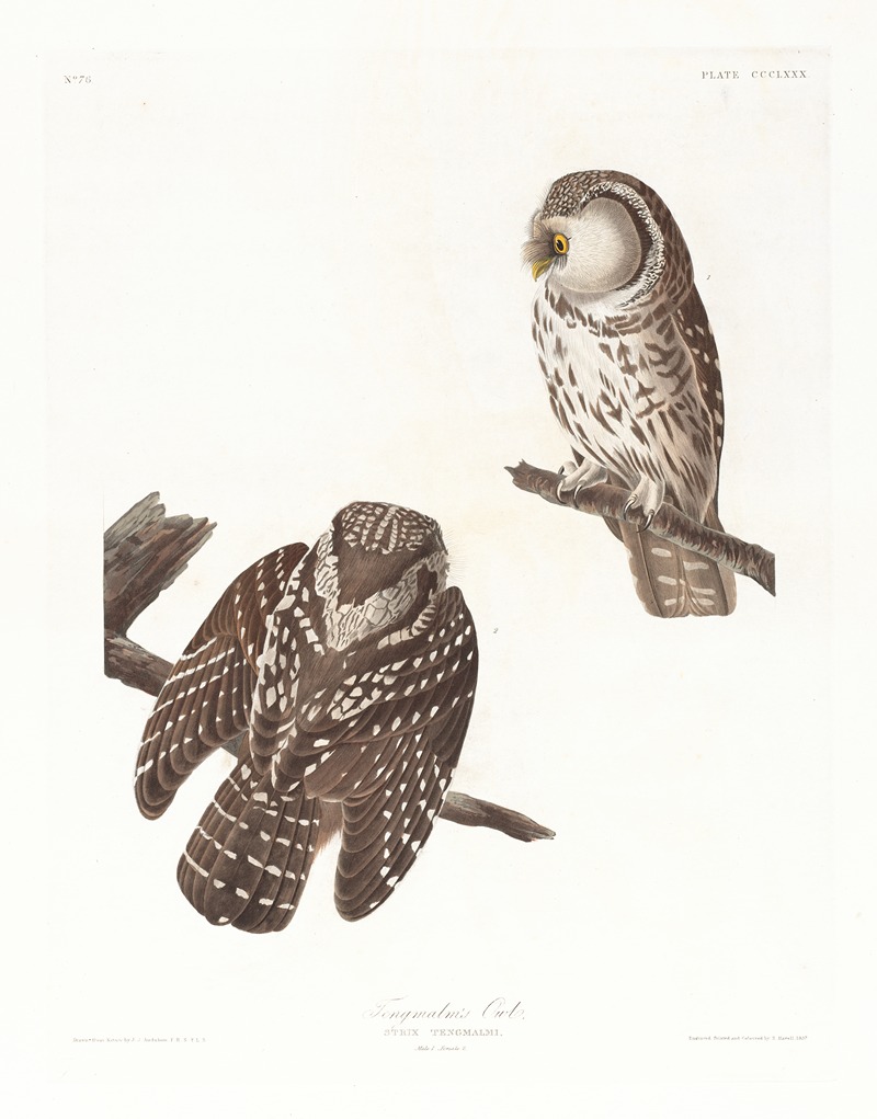 Tengmalm's owl by John James Audubon, 1827–1838 — digital art print download