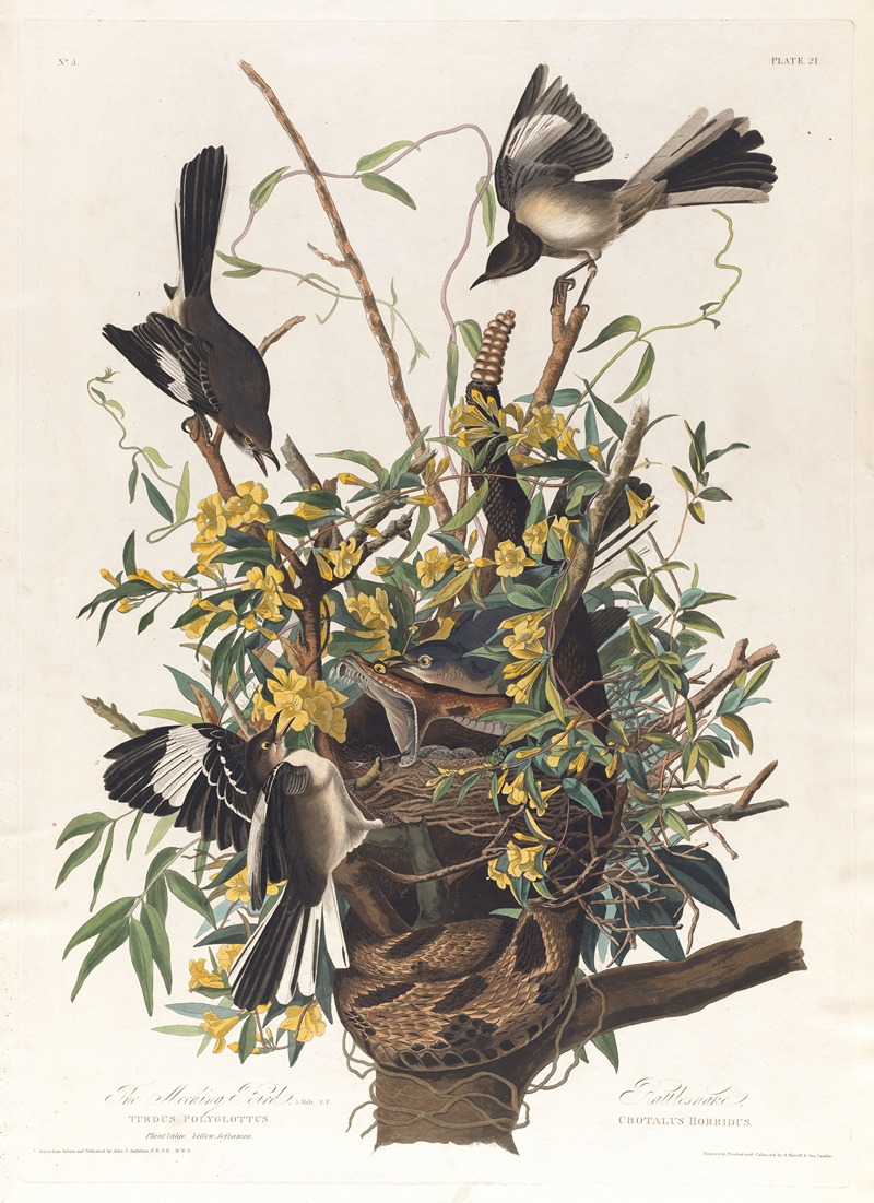 The mocking bird by John James Audubon, 1827–1838 — digital art print download