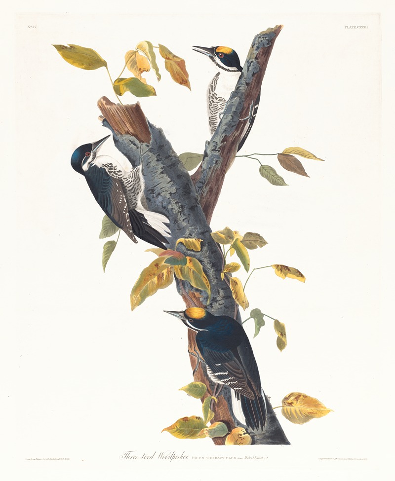 Three-toed woodpecker by John James Audubon, 1827–1838 — digital art print download