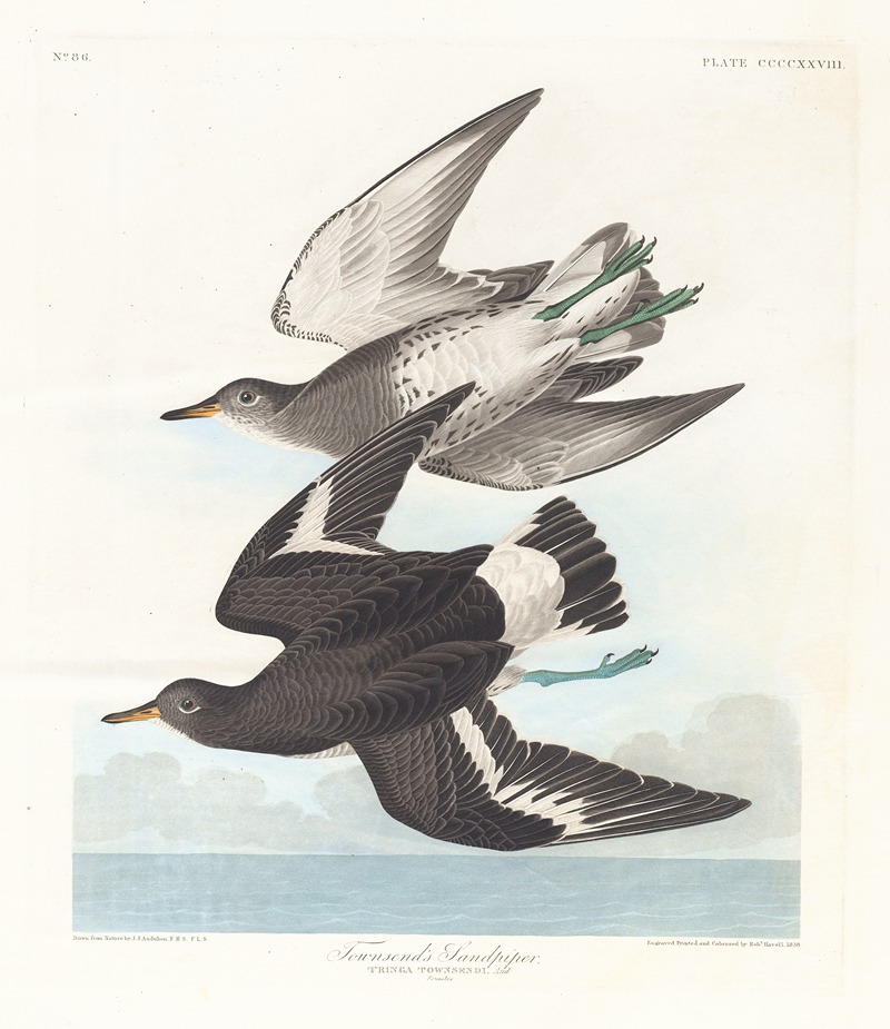 Townsend's sandpiper by John James Audubon, 1827–1838 — digital art print download