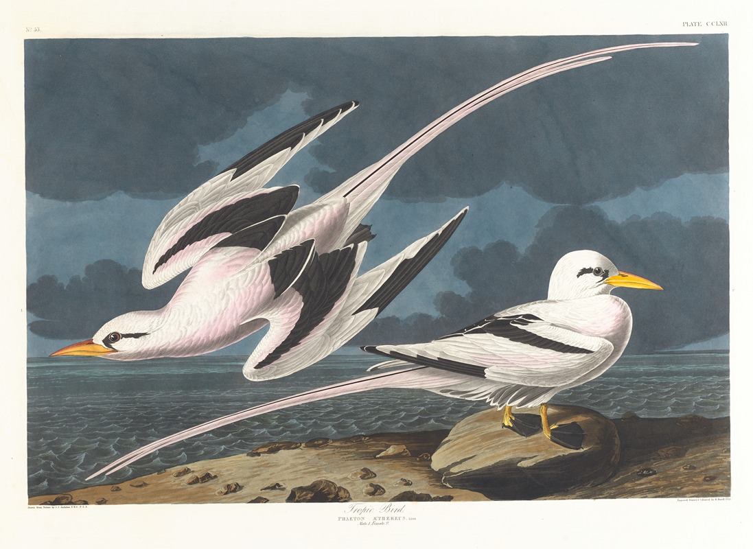 Tropic bird by John James Audubon, 1827–1838 — digital art print download