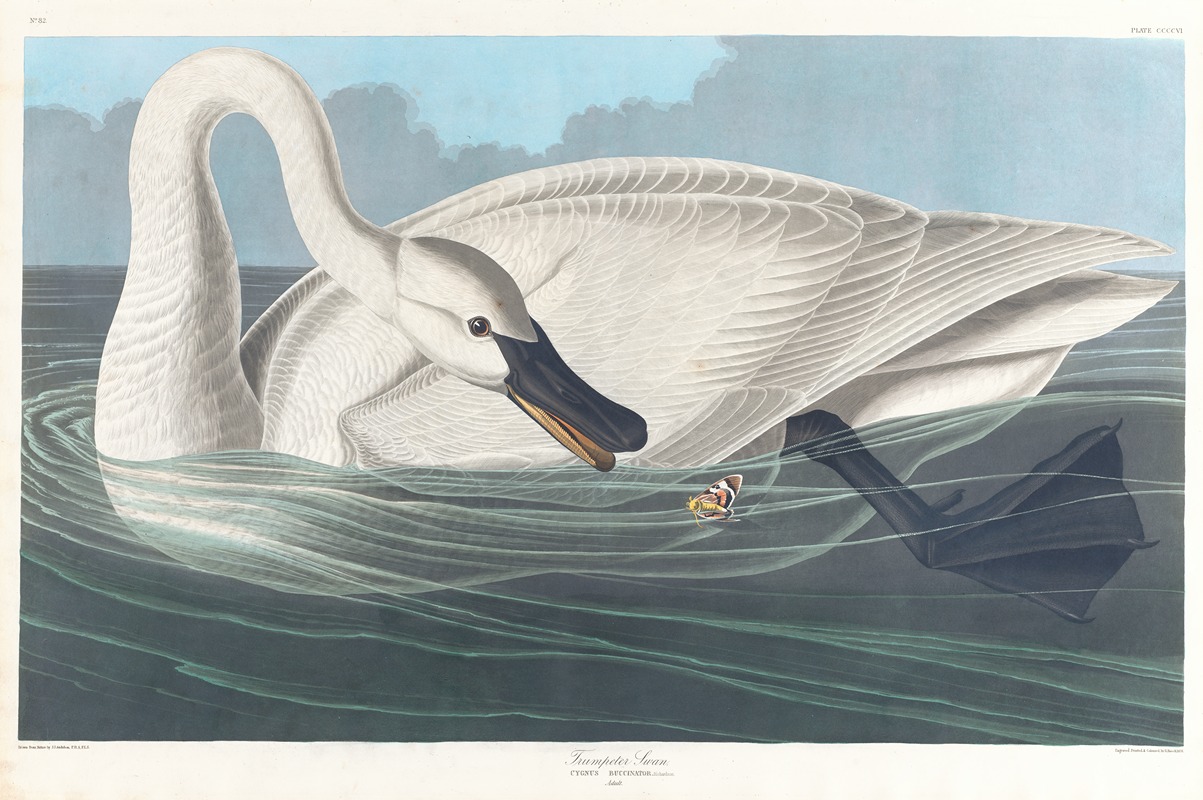 Trumpeter swan by John James Audubon, 1827–1838 — digital art print download