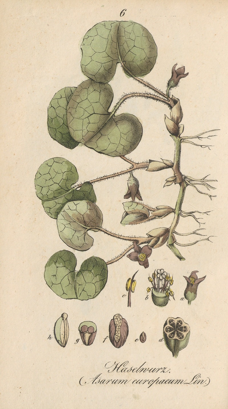 Asarum europaeum by Eduard Winkler, 1831 — digital art print download