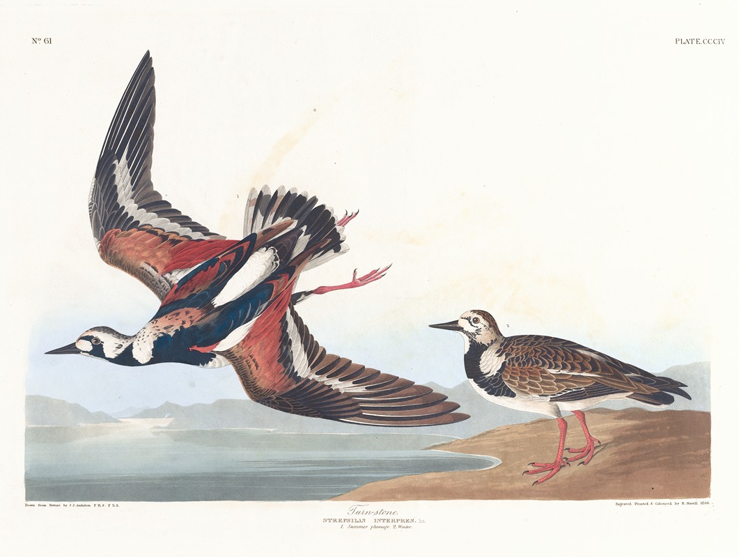 Turn-stone by John James Audubon, 1827–1838 — digital art print download
