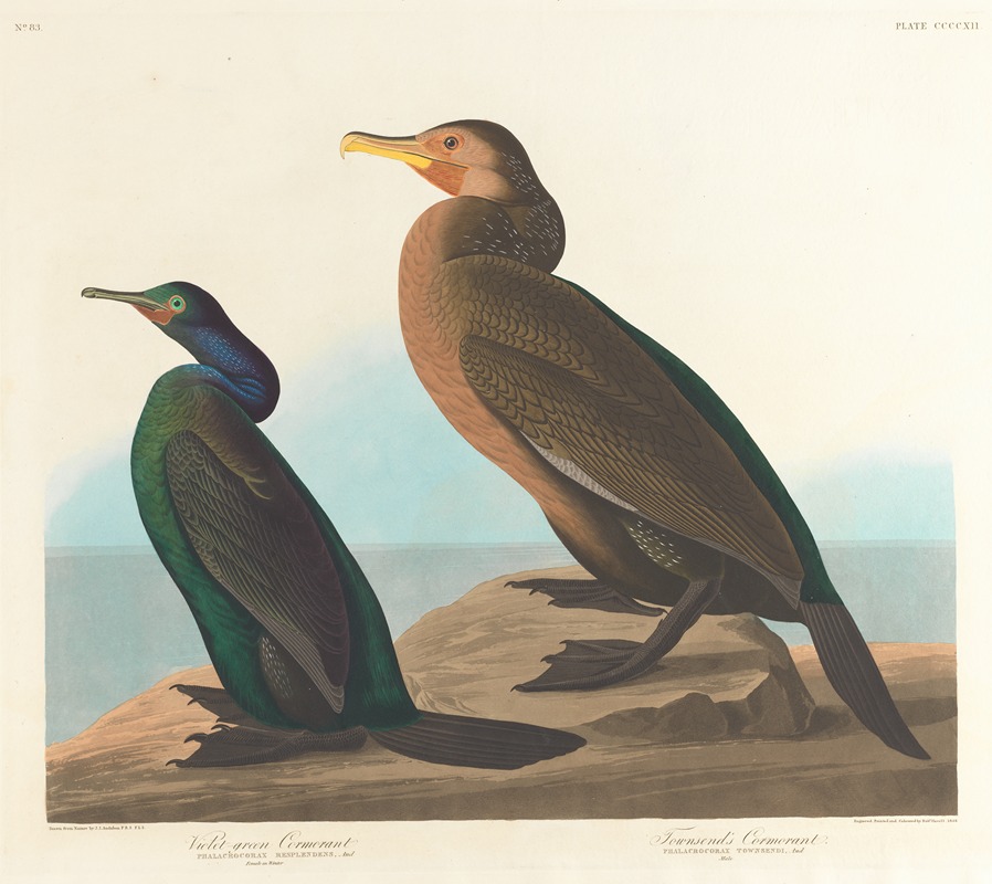 Violet-green cormorant by John James Audubon, 1827–1838 — digital art print download