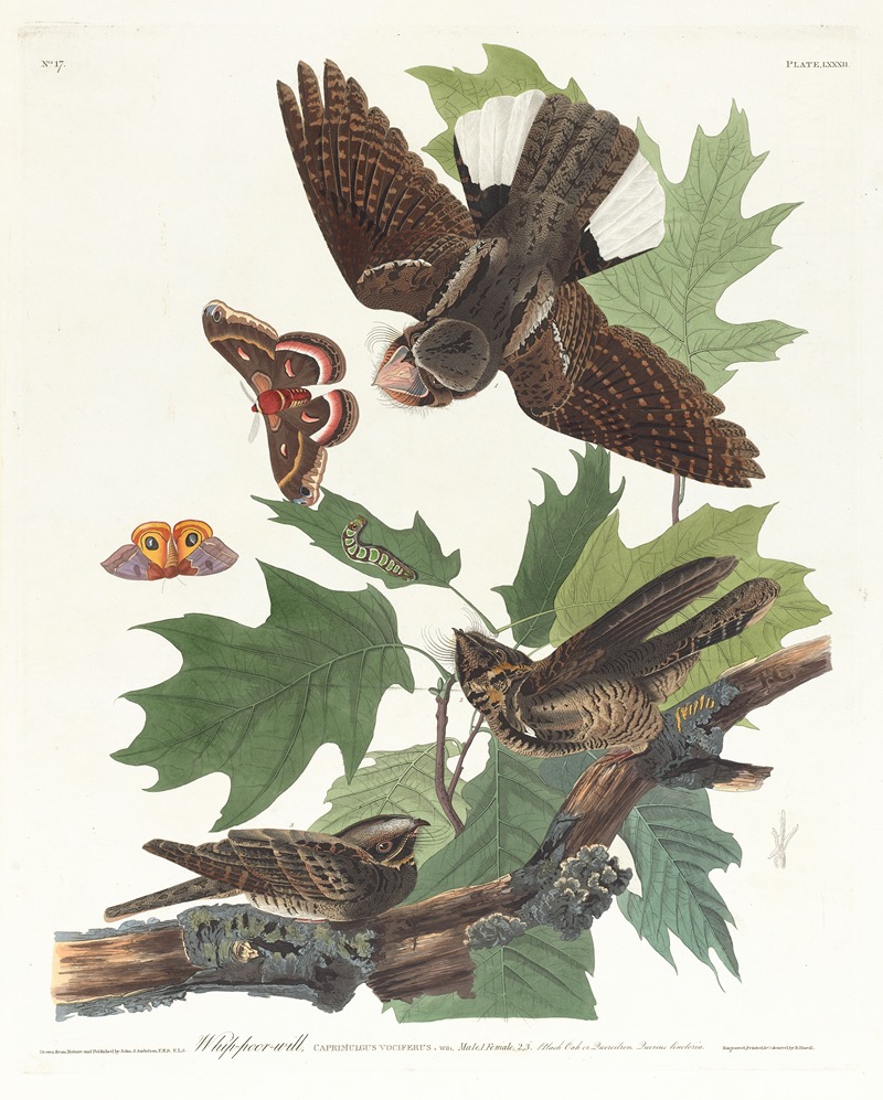 Whip-poor-will by John James Audubon, 1827–1838 — digital art print download