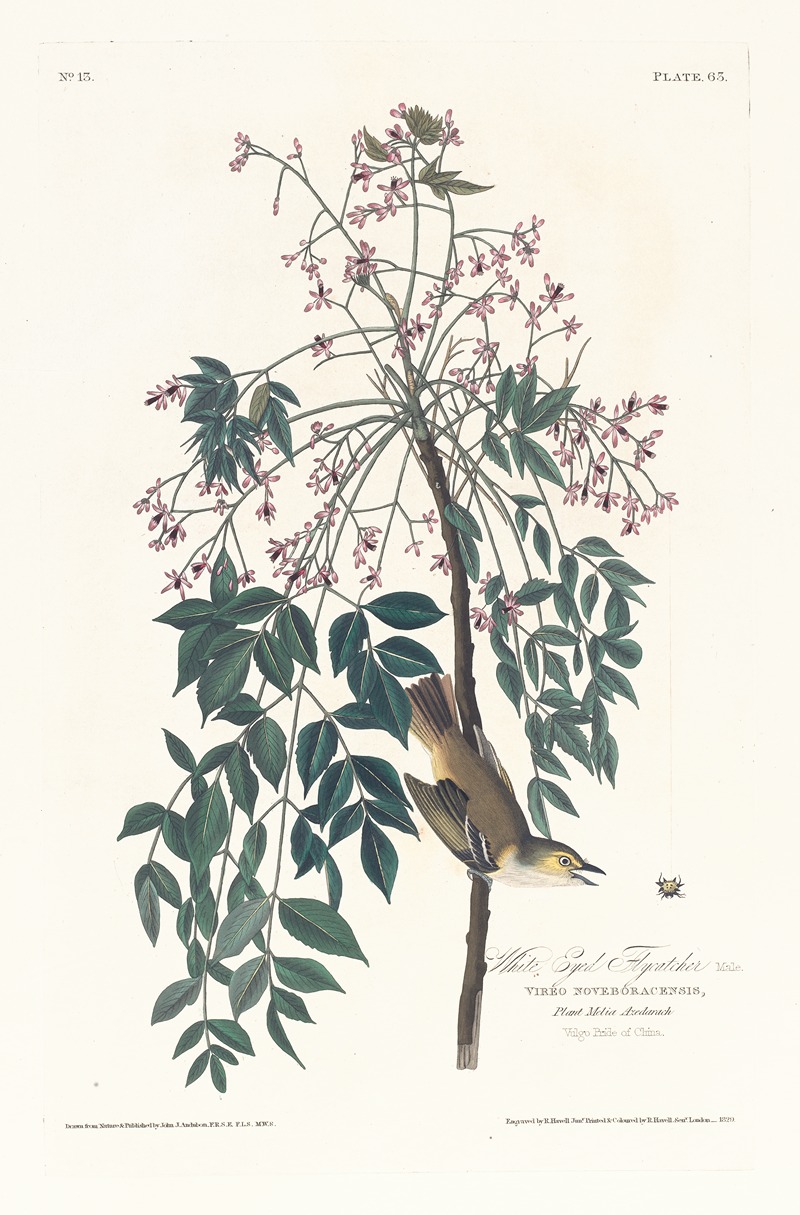 White eyed flycatcher by John James Audubon, 1827–1838 — digital art print download